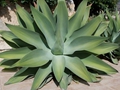 Agave attenuata