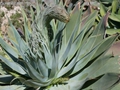 Agave attenuata