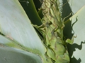 Agave attenuata