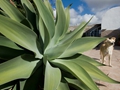 Agave attenuata