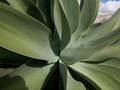 Agave attenuata