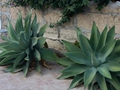 Agave attenuata