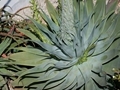 Agave attenuata