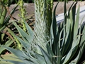 Agave attenuata