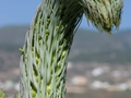 Agave attenuata