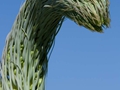 Agave attenuata