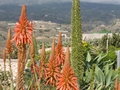 Agave attenuata