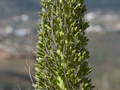 Agave attenuata