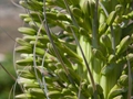 Agave attenuata