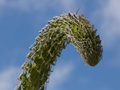 Agave attenuata
