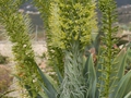 Agave attenuata