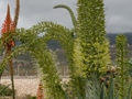 Agave attenuata