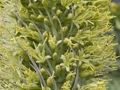 Agave attenuata