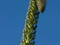 Agave attenuata
