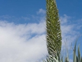 Agave attenuata