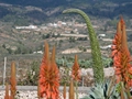 Agave attenuata