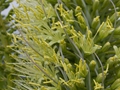 Agave attenuata