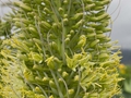 Agave attenuata