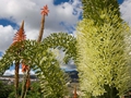 Agave attenuata
