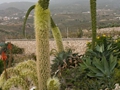 Agave attenuata