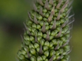 Agave attenuata