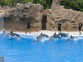 Delphin-Show im LORO-PARK auf Teneriffa