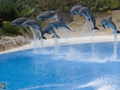 Delphin-Show im LORO-PARK auf Teneriffa