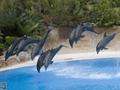 Delphin-Show im LORO-PARK auf Teneriffa