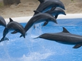 Delphin-Show im LORO-PARK auf Teneriffa
