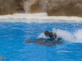 Delphin-Show im LORO-PARK auf Teneriffa