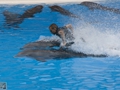 Delphin-Show im LORO-PARK auf Teneriffa