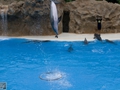 Delphin-Show im LORO-PARK auf Teneriffa