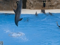 Delphin-Show im LORO-PARK auf Teneriffa