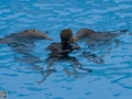 Delphin-Show im LORO-PARK auf Teneriffa