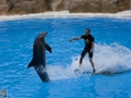 Delphin-Show im LORO-PARK auf Teneriffa