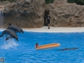 Delphin-Show im LORO-PARK auf Teneriffa