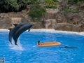 Delphin-Show im LORO-PARK auf Teneriffa