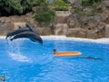 Delphin-Show im LORO-PARK auf Teneriffa