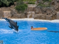 Delphin-Show im LORO-PARK auf Teneriffa