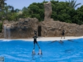 Delphin-Show im LORO-PARK auf Teneriffa