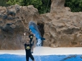 Delphin-Show im LORO-PARK auf Teneriffa