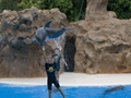 Delphin-Show im LORO-PARK auf Teneriffa