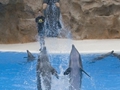 Delphin-Show im LORO-PARK auf Teneriffa