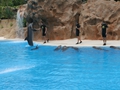 Delphin-Show im LORO-PARK auf Teneriffa