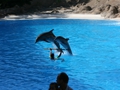 Delphin-Show im LORO-PARK auf Teneriffa