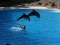 Delphin-Show im LORO-PARK auf Teneriffa