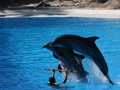 Delphin-Show im LORO-PARK auf Teneriffa