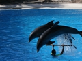 Delphin-Show im LORO-PARK auf Teneriffa