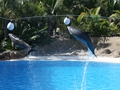 Delphin-Show im LORO-PARK auf Teneriffa