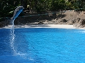 Delphin-Show im LORO-PARK auf Teneriffa